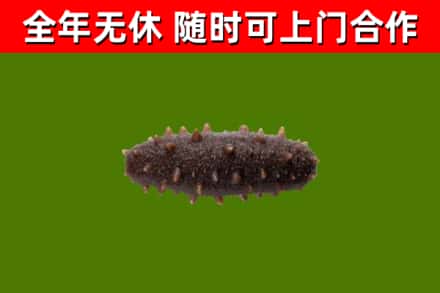 刚察回收海参干